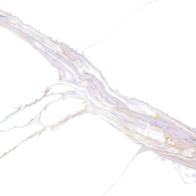 Калакатта Шенонсо 7030