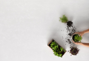 Перла Уайт / Perla White 20 мм